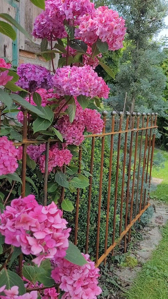 Steckzaun Ancona in unbeschichtet in einem Beet mit pinken Blumen