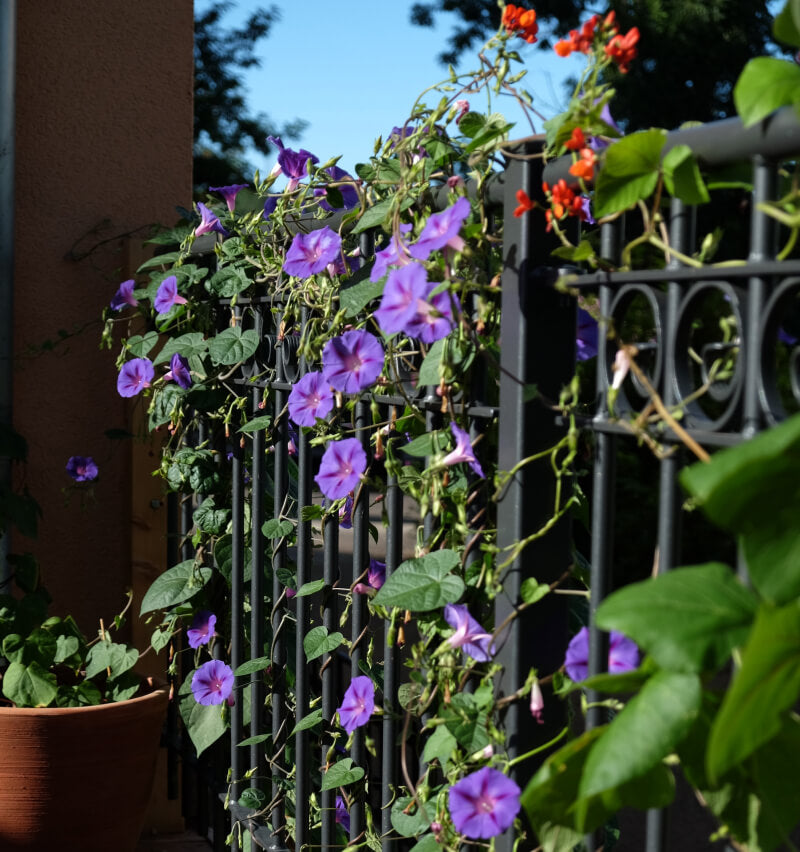 Geländer Belluno Nahaufnahme Ring-Dekore und bepflanzt mit schönen lila Blüten | Pulverbeschichtet anthrazit