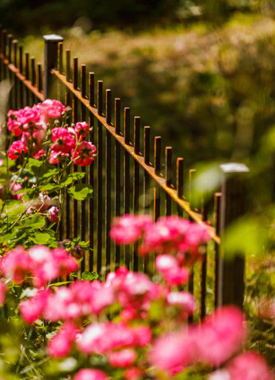 Zaun Padua abgestuft hinter Blumen mit unscharfem Hintergrund aus schräger Perspektive | Unbeschichtet